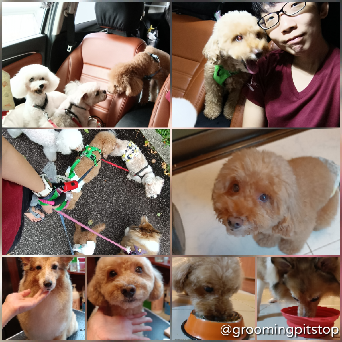 Grooming Daycare – 28 Oct 2021